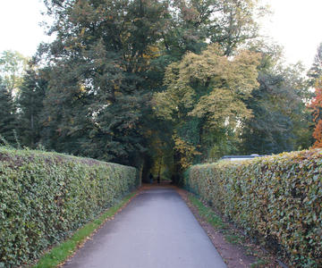 Forest entrance
